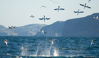 На Азовском море массово гибнут птицы На Азовском море массово гибнут птицы