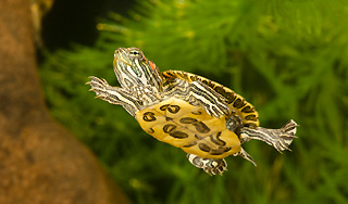 Ученые назвали 10 самых опасных созданий Ученые назвали 10 самых опасных созданий