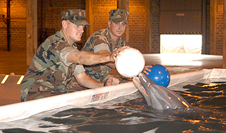 США натравят на Иран боевых дельфинов США натравят на Иран боевых дельфинов