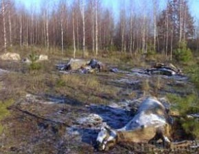 В Новозыбковском районе обнаружили трупы лошадей В Новозыбковском районе обнаружили трупы лошадей