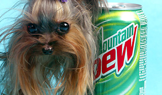 Газировка Pepsi растворяет мышей Газировка Pepsi растворяет мышей