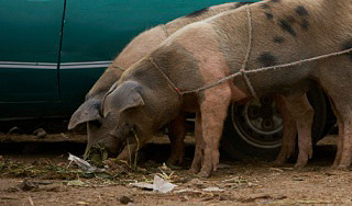 В Японии свинья устроила гигантскую пробку В Японии свинья устроила гигантскую пробку