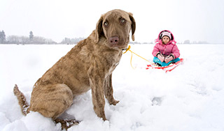 В Якутске собак убивают на глазах детей В Якутске собак убивают на глазах детей