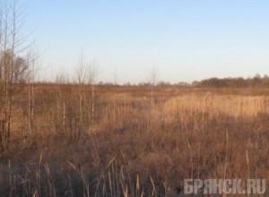 Свыше 12 тысяч гектаров земли заросли сорняками