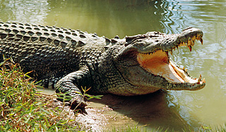 Крокодил проглотил десятилетнюю девочку Крокодил проглотил десятилетнюю девочку