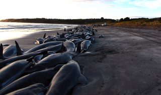 Черных дельфинов спасают от смерти Черных дельфинов спасают от смерти