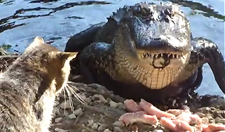 Кот подрался с аллигатором за еду Кот подрался с аллигатором за еду