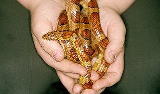 Ребенок загрыз змею в детской комнате Ребенок загрыз змею в детской комнате