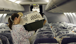 Нервный кот захватил самолет в Канаде Нервный кот захватил самолет в Канаде