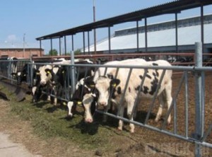 В Брянской области зарегистрировали более 300 фермерских хозяйств Фото: mosaica.ru