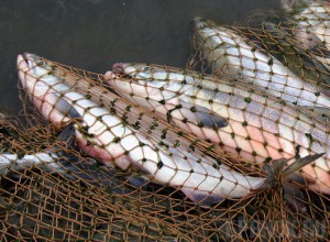 За год в заповеднике «Брянский лес» задержали 42 нарушителя Фото: vladnews.ru