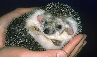 Ушастый ежик предсказал холодную весну Ушастый ежик предсказал холодную весну