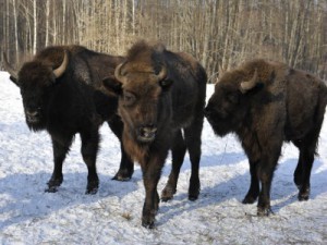В заповеднике «Брянский лес» зубров выпустили на волю