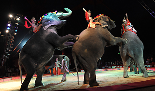 Слонов на Урале согревают водкой Слонов на Урале согревают водкой