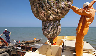 Норвегия поставляет опасную рыбу Норвегия поставляет опасную рыбу