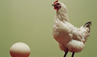 В Колумбии курица снесла яйцо-гигант В Колумбии курица снесла яйцо-гигант