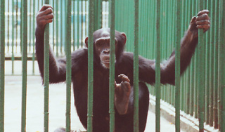 Обезьяны в Удмуртии научились мыть вольеры Обезьяны в Удмуртии научились мыть вольеры