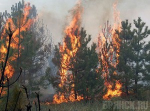 На пожарную безопасность в лесах потратят 2,5 миллионов рублей