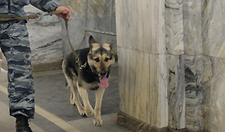 В Москве собака раскрыла убийство В Москве собака раскрыла убийство