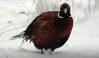 В Москве от морозов начали нестись фазаны В Москве от морозов начали нестись фазаны