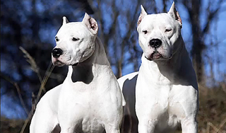 Дог укусил ведущую в лицо в прямом эфире Дог укусил ведущую в лицо в прямом эфире