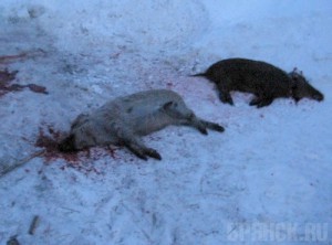 Чума свиней добралась до Брянской области