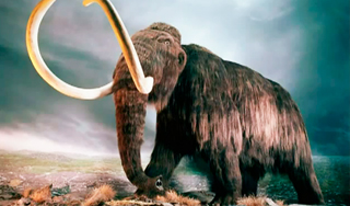 В Сибири заметили живого мамонта В Сибири заметили живого мамонта