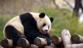 Китай обменивает панд на нефть Китай обменивает панд на нефть