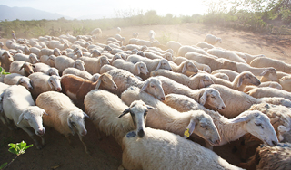 В Швеции кролик научился пасти овец В Швеции кролик научился пасти овец