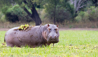 Бегемота довели до сердечного приступа Бегемота довели до сердечного приступа