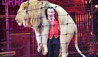 Цирковые львы погибают на границе России Цирковые львы погибают на границе России