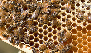 Пчелы предсказывают Сирии опасность Пчелы предсказывают Сирии опасность