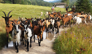 Китай отказался от российских коз Китай отказался от российских коз