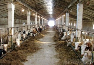 Стародубская молочная ферма погрязла в антисанитарии