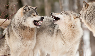 Сотни волков нападают на алтайские села Сотни волков нападают на алтайские села