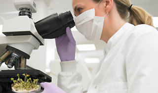 Растение ожило через 30 тысяч лет Растение ожило через 30 тысяч лет