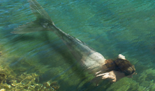 Ученые раскрыли тайну мумии русалки Ученые раскрыли тайну мумии русалки