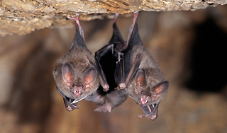 Летучие мыши заболели "мышиным гриппом" Летучие мыши заболели "мышиным гриппом"