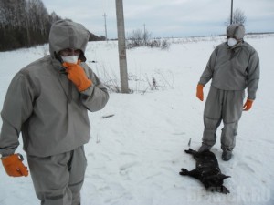 В Брянской области обнаружили трупы свиней