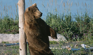 Медвежонок с Урала освоил приемы кунг-фу Медвежонок с Урала освоил приемы кунг-фу