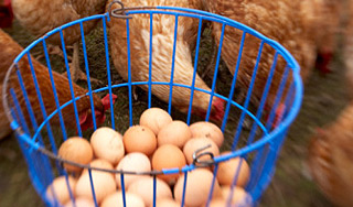 Французы проштампуют свои яйца Французы проштампуют свои яйца