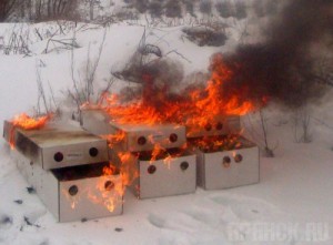 В Брянской области уничтожили партию зараженных роз