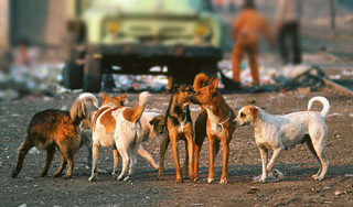 В Смоленске стая собак загрызла женщину В Смоленске стая собак загрызла женщину