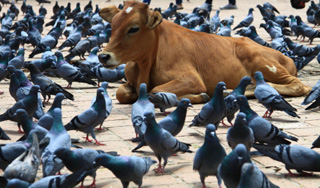 Томские коровы угрожают авиации Томские коровы угрожают авиации