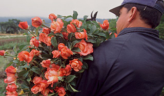 Мужчина заказал для жены миллион алых роз Мужчина заказал для жены миллион алых роз