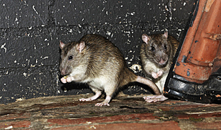 Петербург заполонили жирные крысы Петербург заполонили жирные крысы