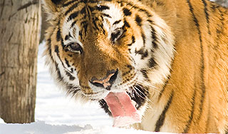 Тигр-сирота терроризирует жителей поселка Тигр-сирота терроризирует жителей поселка