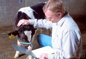 Брянская область ощутила нехватку ветврачей