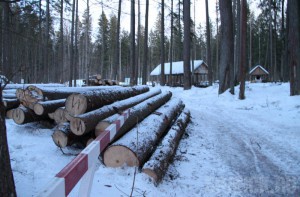 «Они судьбу не выбирали»: на стоянке Виноградова вырублено около тысячи деревьев