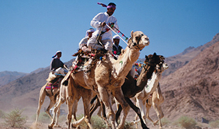 Туристов спасли из плена бедуинов в Египте Туристов спасли из плена бедуинов в Египте